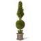 5ft. Juniper Cone &#x26; Ball Topiary with Square Pot